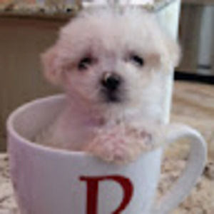 Meet your Posher, Candy